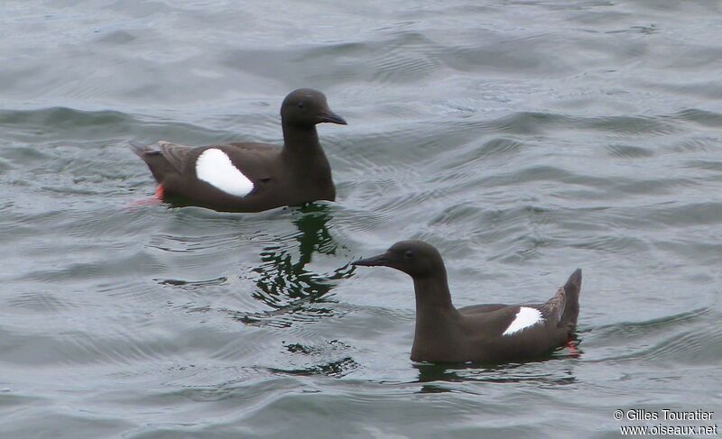 Guillemot à miroir