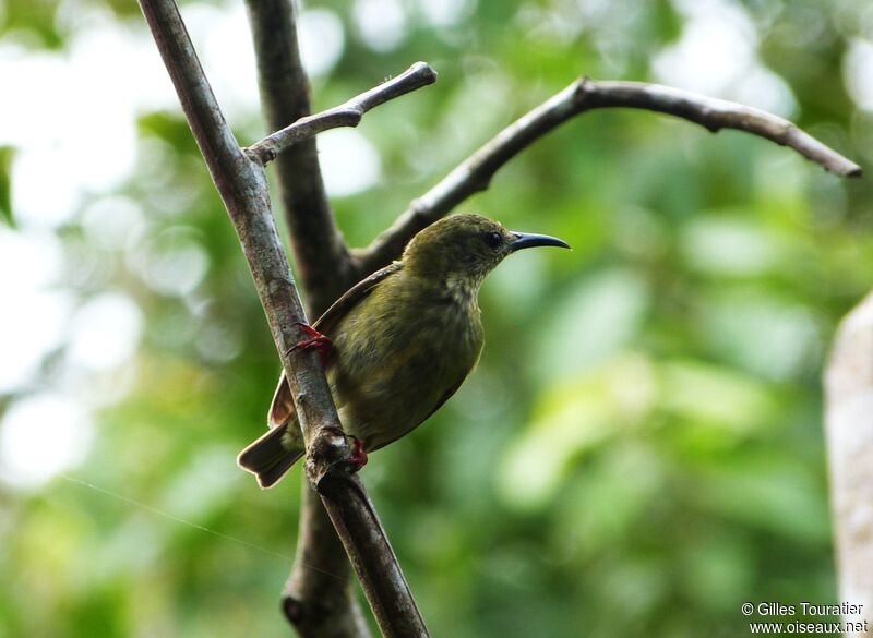 Red-legged Honeycreeper