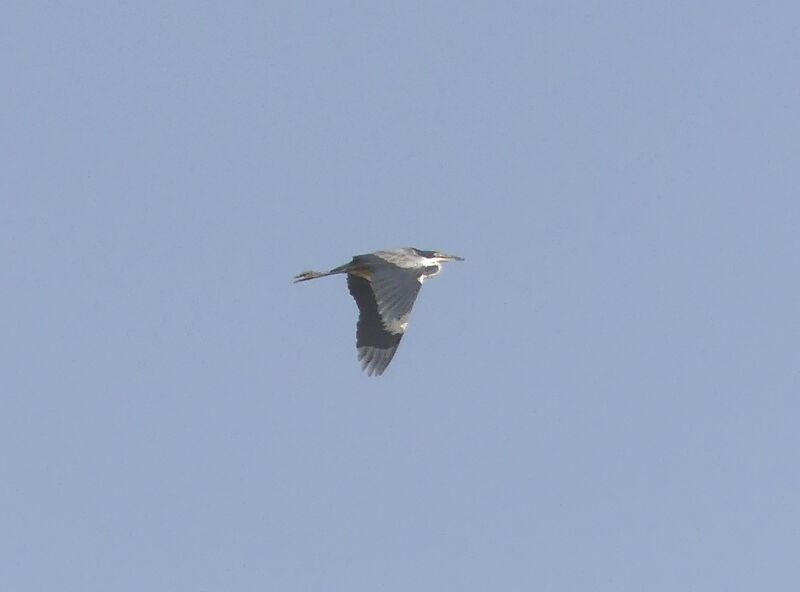 Black-headed Heron