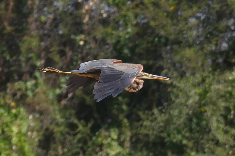 Purple Heron