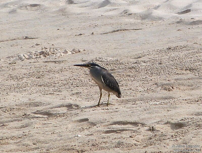 Striated Heron