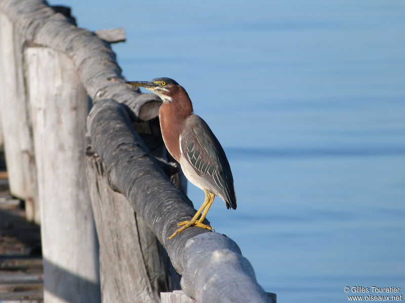 Green Heron