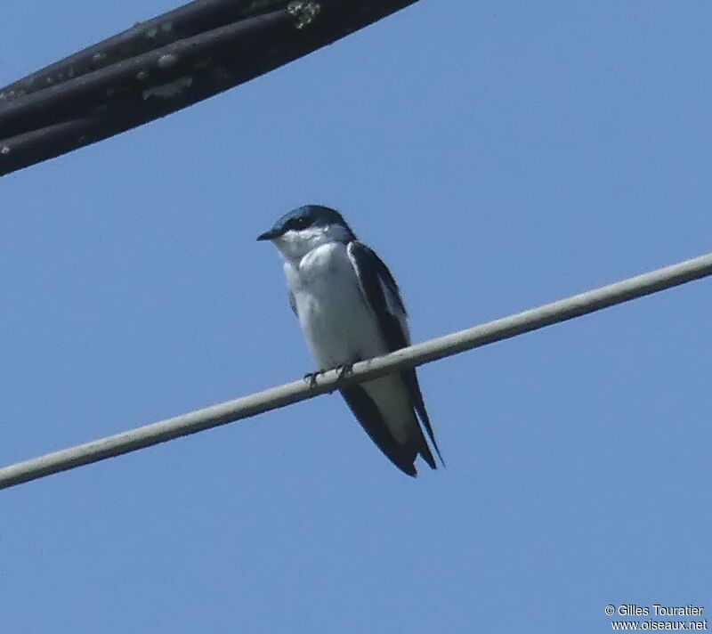 White-winged Swallow