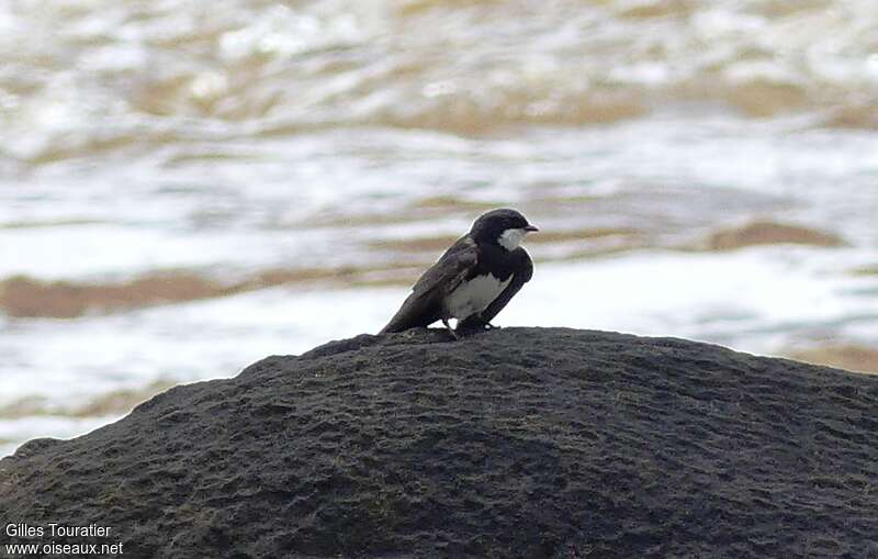 Hirondelle des torrentsadulte, identification