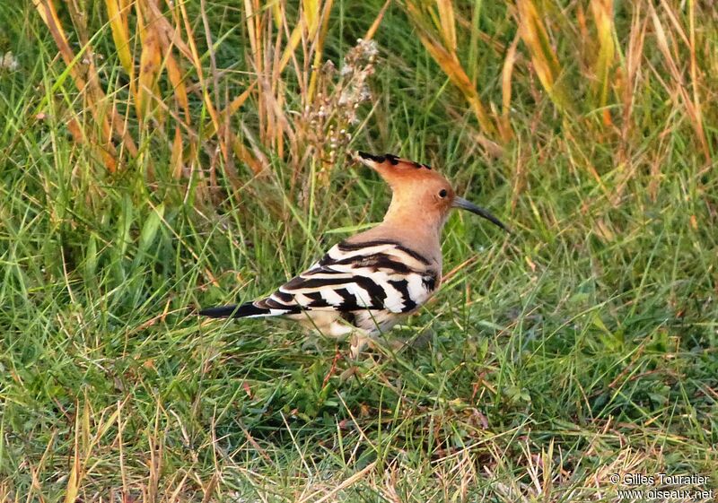 Eurasian Hoopoe