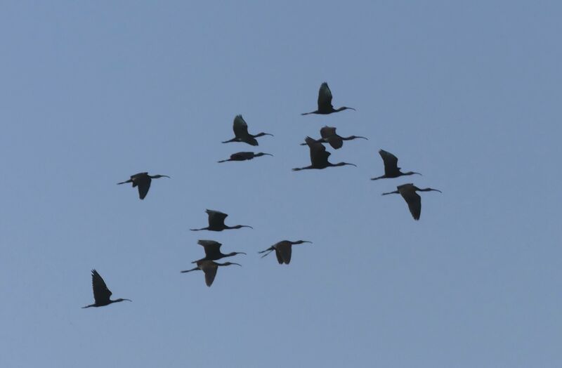 Ibis falcinelle