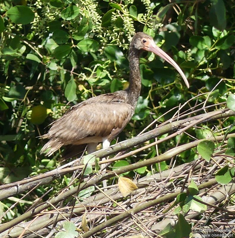 Ibis rougeimmature