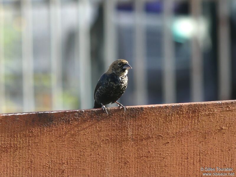 Blue-black Grassquit