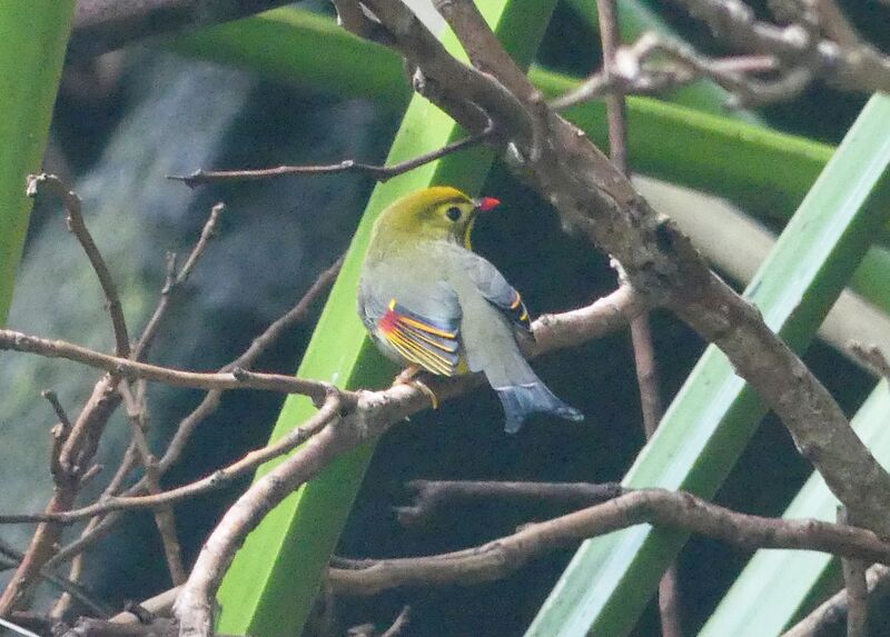 Red-billed Leiothrix