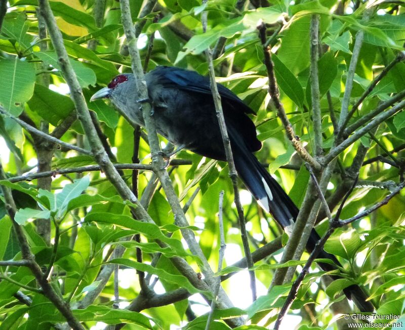 Chestnut-bellied Malkoha