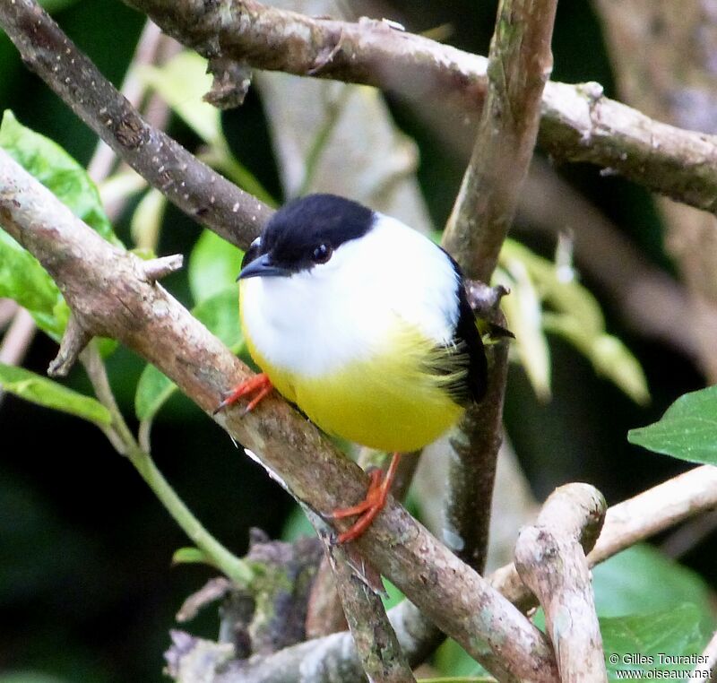 Manakin à col blanc