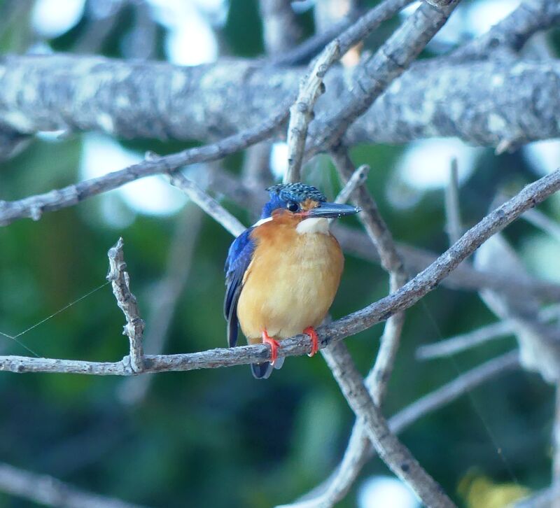 Malagasy Kingfisher