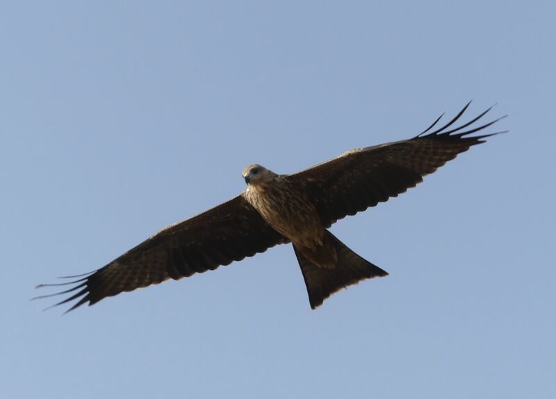 Black Kite