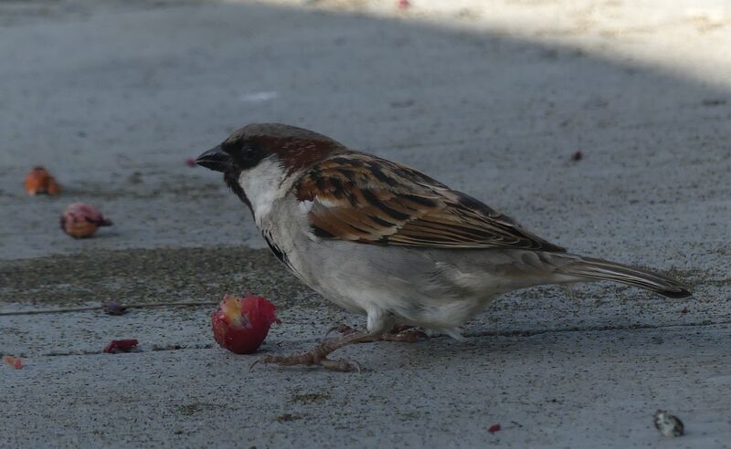 Moineau domestique mâle adulte