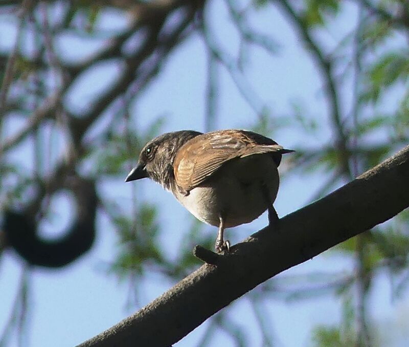 Northern Grey-headed Sparrow