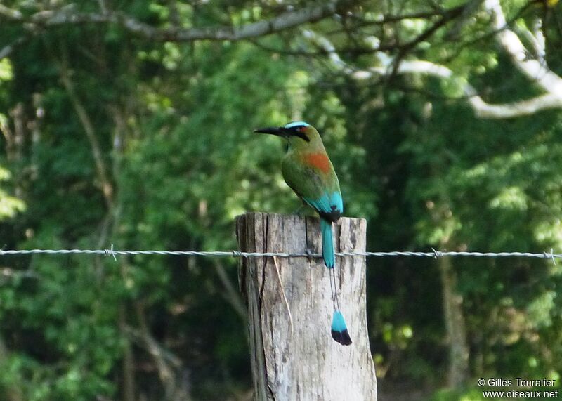 Motmot à sourcils bleus