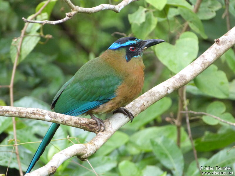 Motmot de Lessonadulte