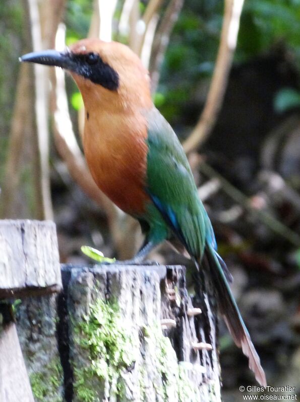 Rufous Motmot