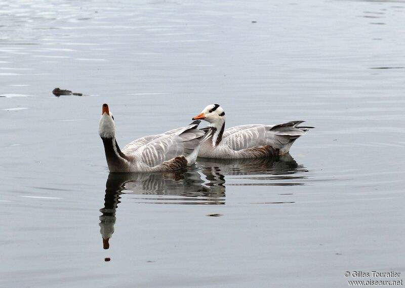 Bar-headed Goose