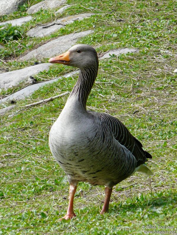 Greylag Goose