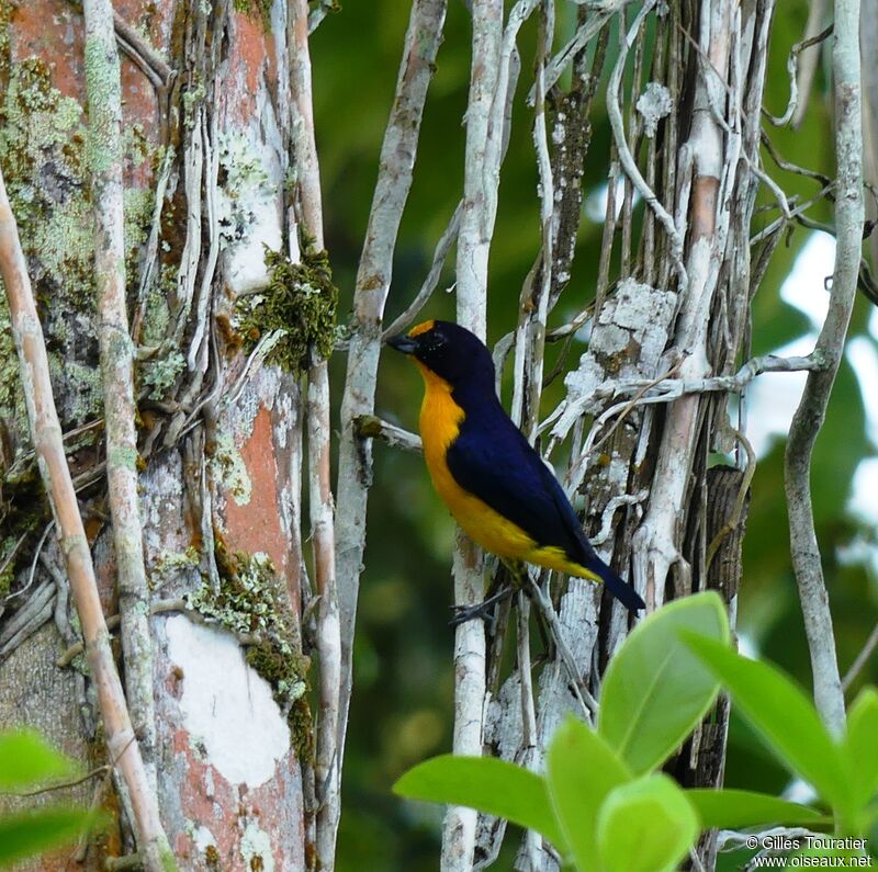 Violaceous Euphonia