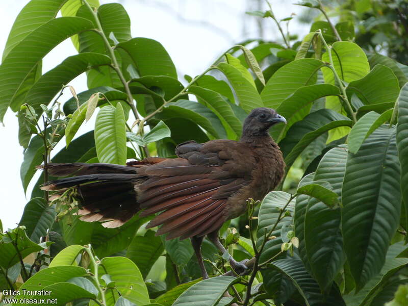 Grey-headed Chachalacaadult, habitat, pigmentation