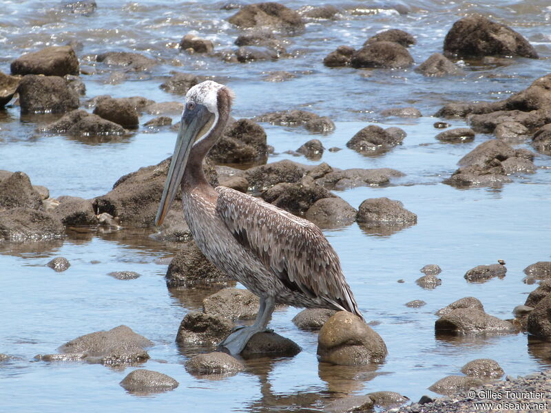 Brown Pelican