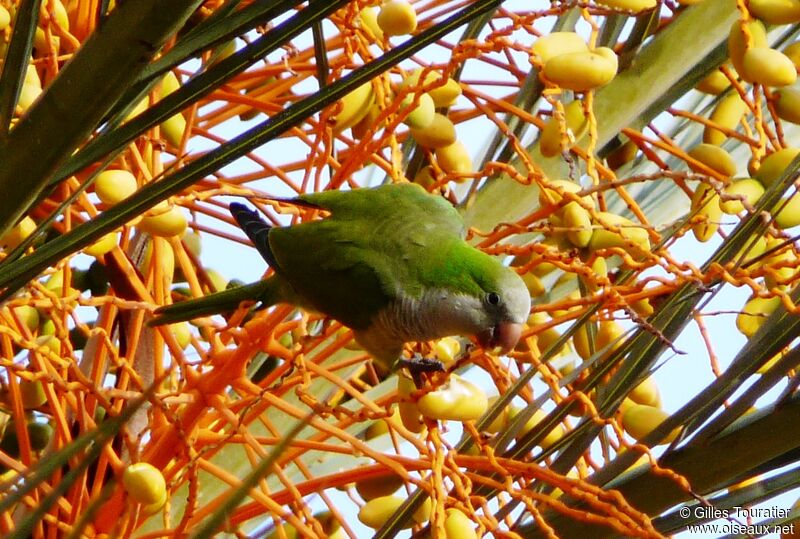 Monk Parakeet