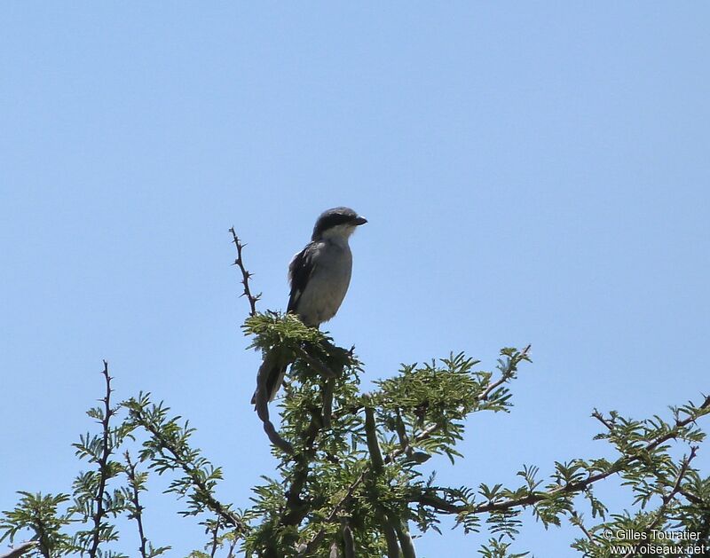 Pie-grièche migratrice