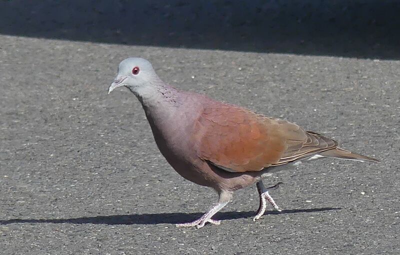 Pigeon de Madagascar