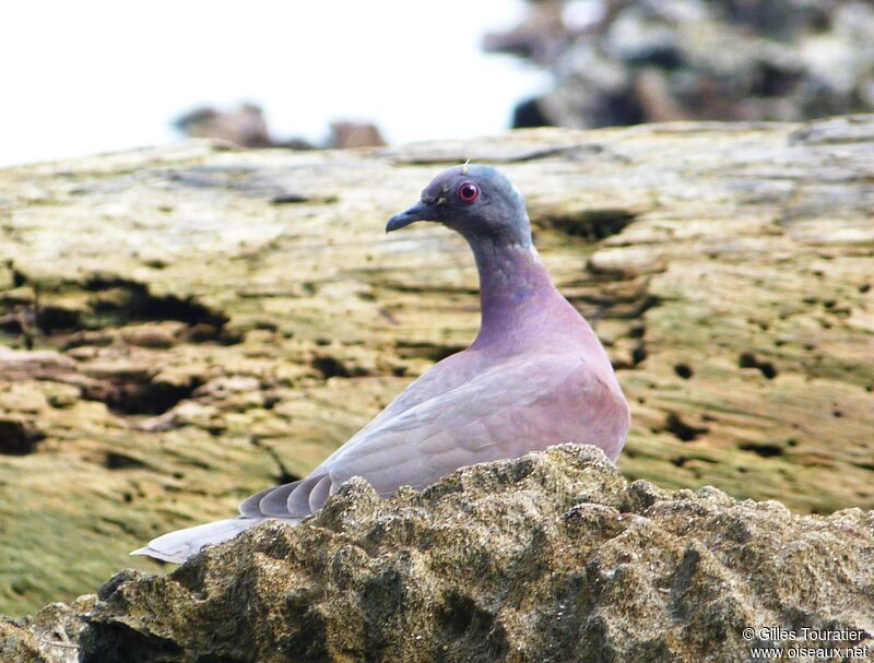 Pigeon rousset