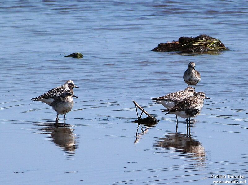 Grey Plover