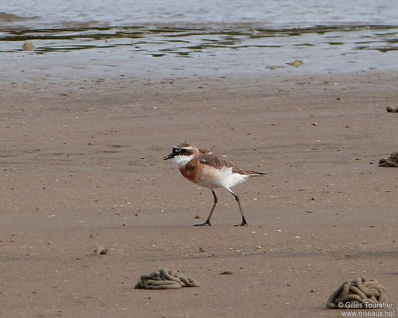 Tibetan Sand Plover