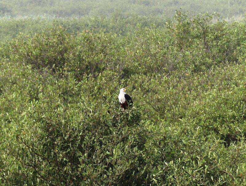 African Fish Eagle