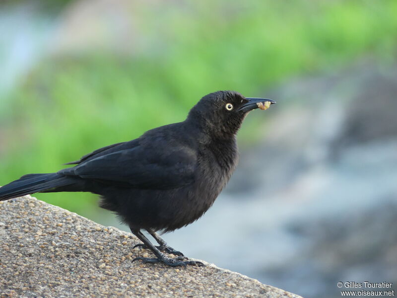 Carib Grackle