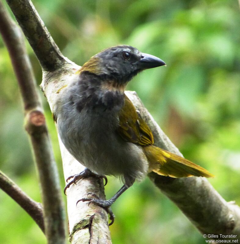 Saltator des grands-bois