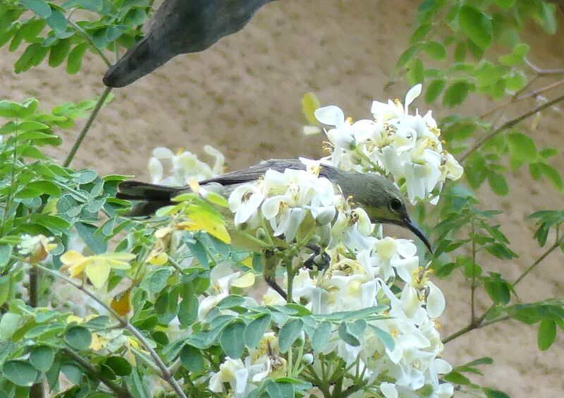 Variable Sunbird