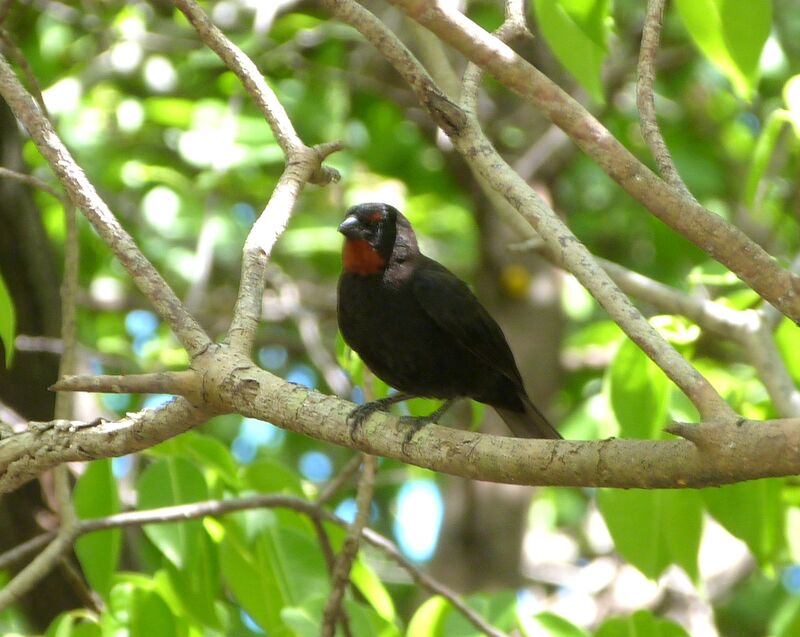 Lesser Antillean Bullfinch