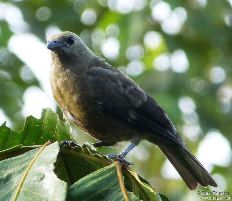 Palm Tanager