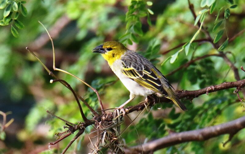 Village Weaver