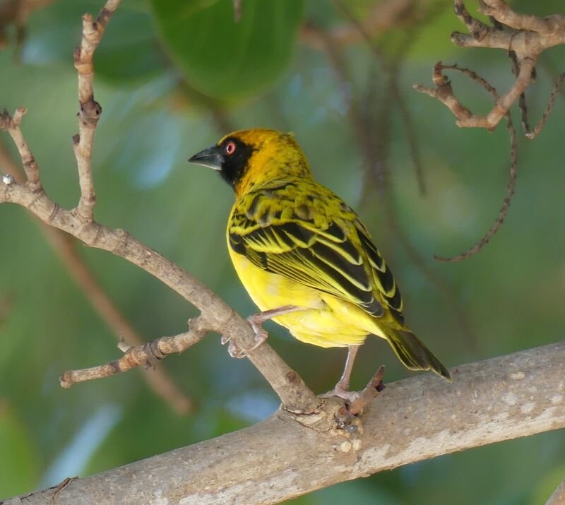 Village Weaver male adult