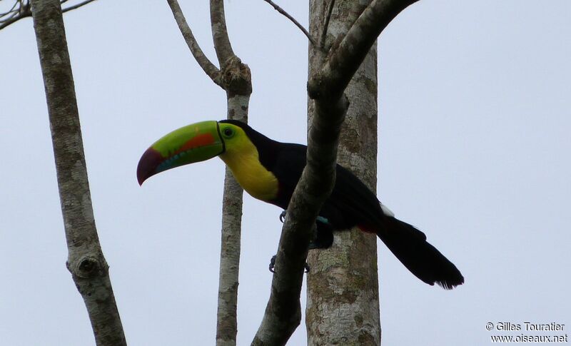 Keel-billed Toucan