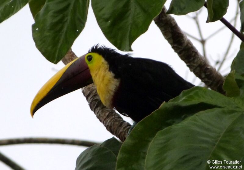 Toucan tocardadulte