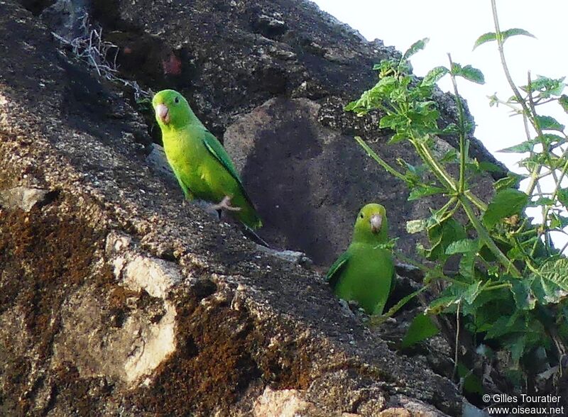 Green-rumped Parrotlet