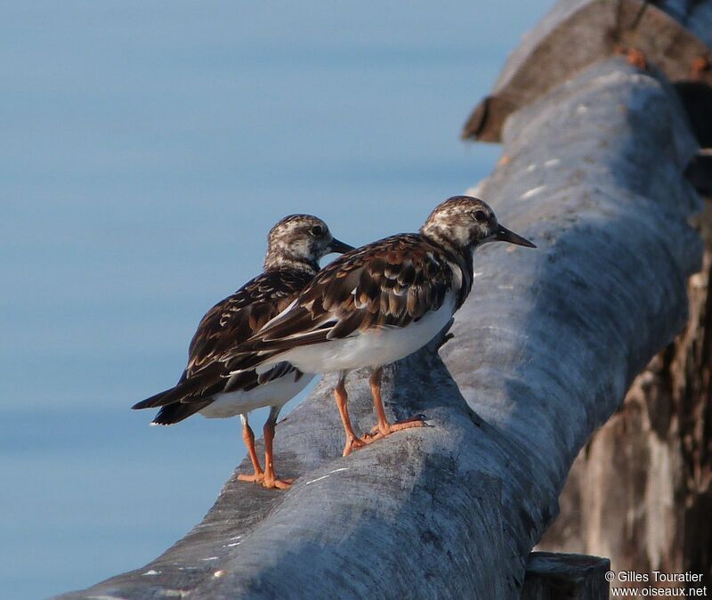 Ruddy Turnstone