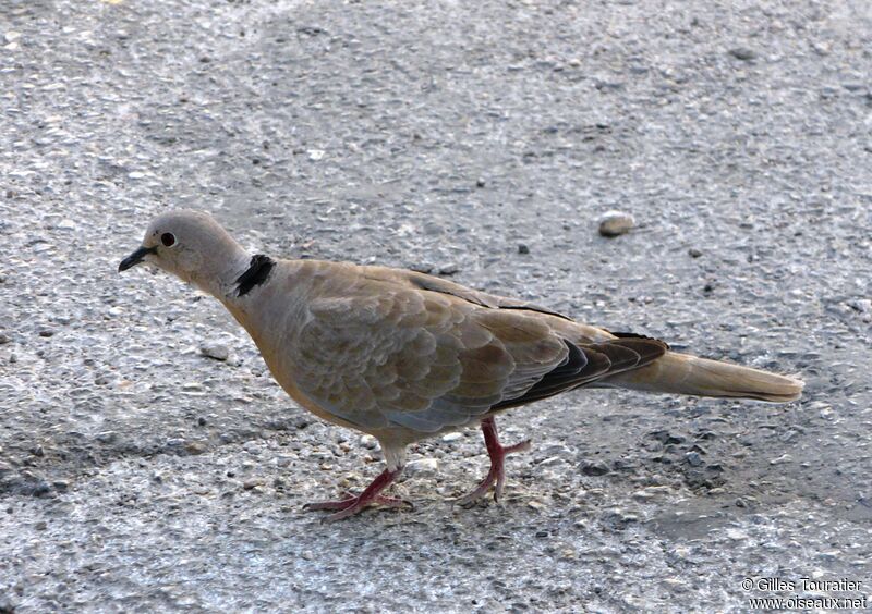 Eurasian Collared Dove