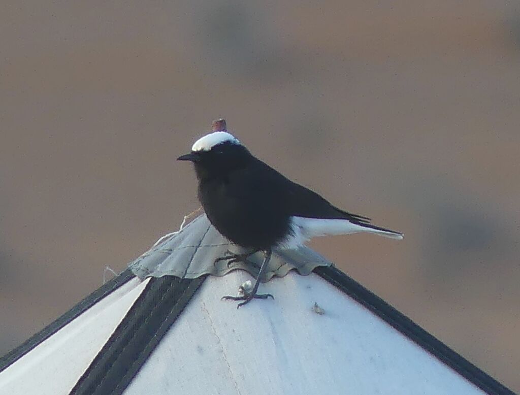 White-crowned Wheatear