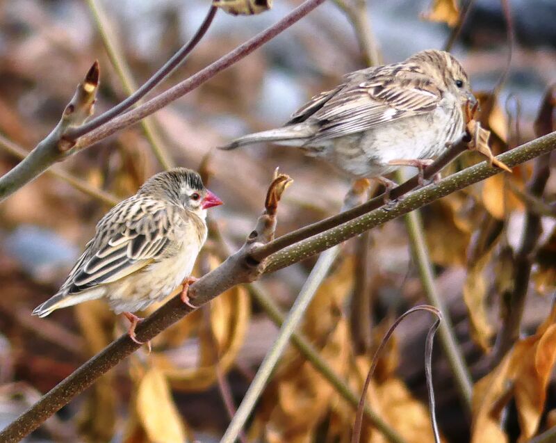 Red-billed Quelea