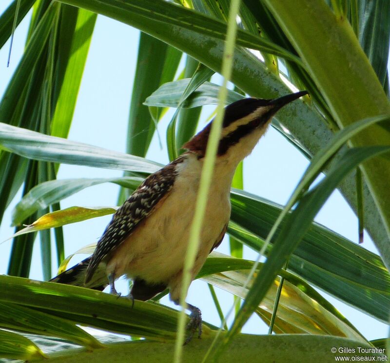 Veracruz Wren