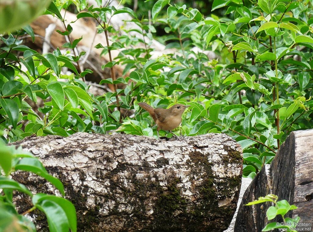 Southern House Wren
